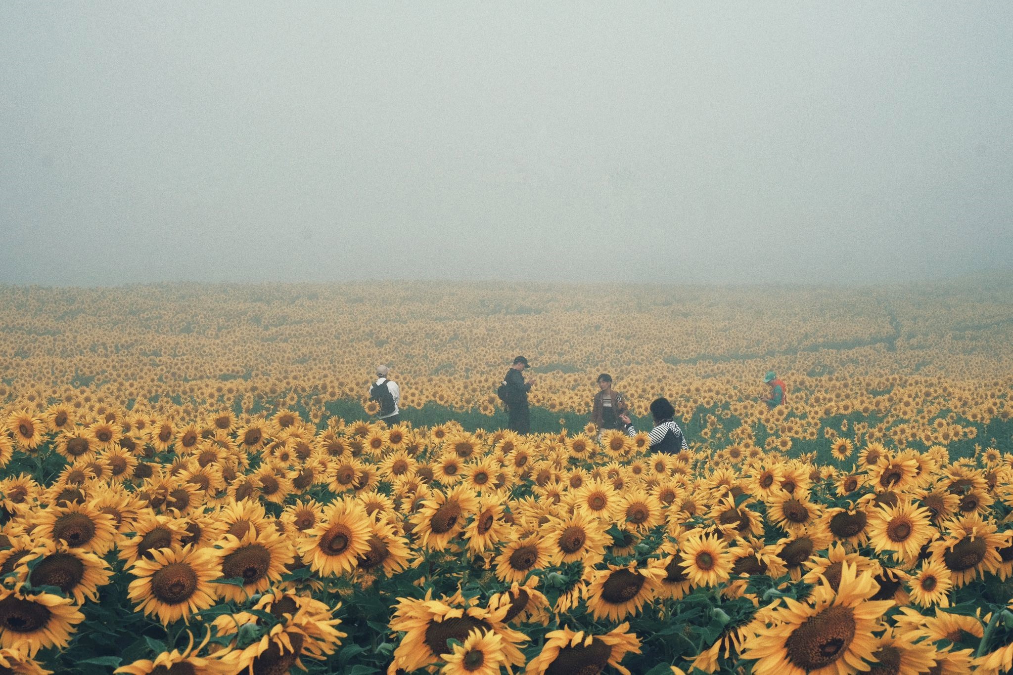 Từ một địa điểm gắn với hoạt động sản xuất nông nghiệp, cánh đồng hoa hướng dương Nghĩa Lâm nhiều năm gần đây khi mở cửa đón du khách ghé thăm đã trở thành điểm check-in không thể bỏ qua. Thời điểm nở hoa trùng vào cuối năm kéo dài trong khoảng Giáng Sinh, Tết Dương lịch, Tết Nguyên Đán nên thu hút ngày càng đông du khách trong ngoài tỉnh đến chụp ảnh, nghỉ ngơi.