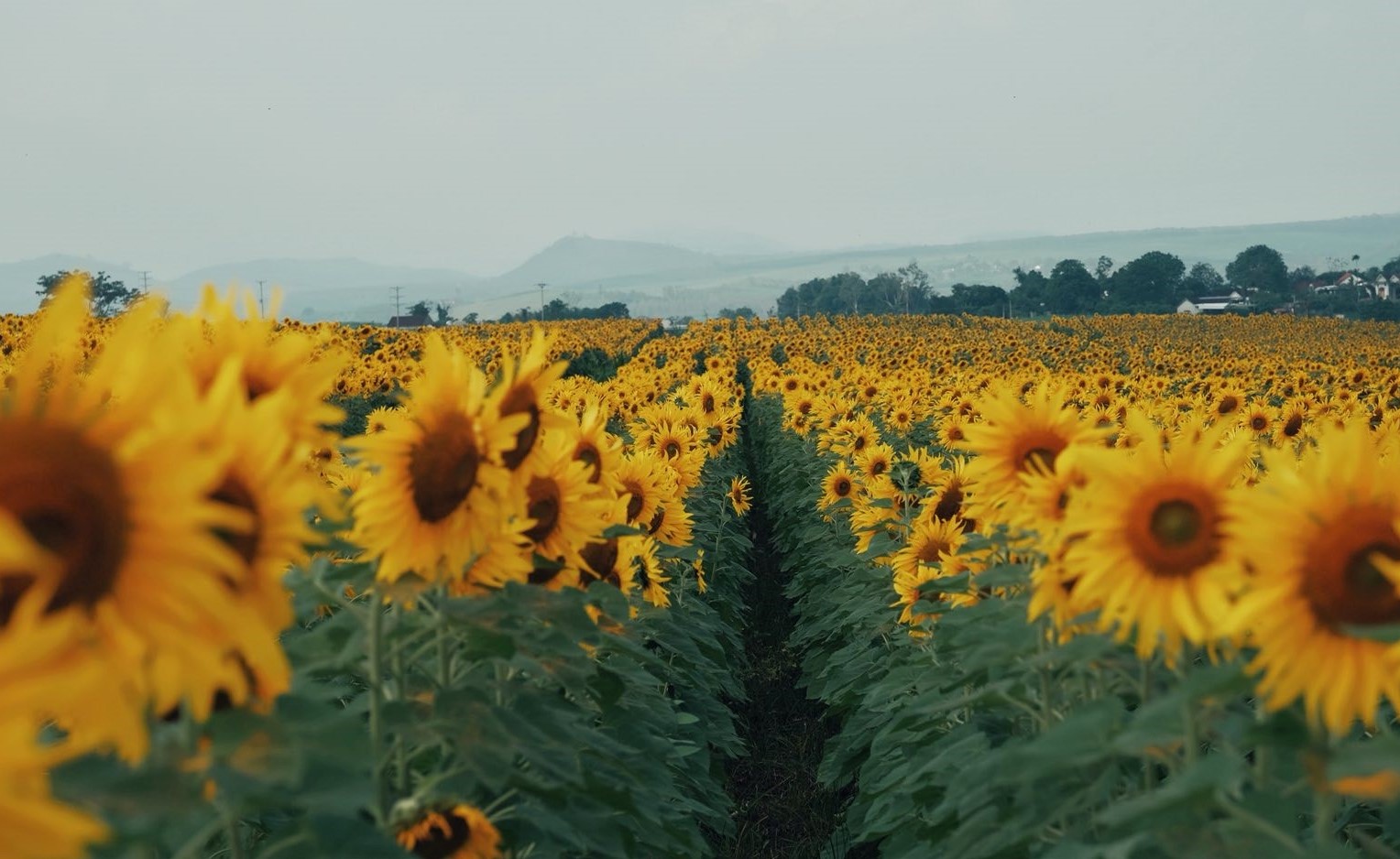 Cánh đồng hoa hướng dương nằm ở Nông trường 19.5 thuộc địa phận xã Nghĩa Lâm, cách trung tâm Vinh, Nghệ An khoảng 70km và cách thủ đô Hà Nội khoảng 250km. Khu vực này hiện đang “làm mưa làm gió” trên các diễn đàn du lịch vì mở cửa đón khách tham quan tự do, chụp ảnh check-in.