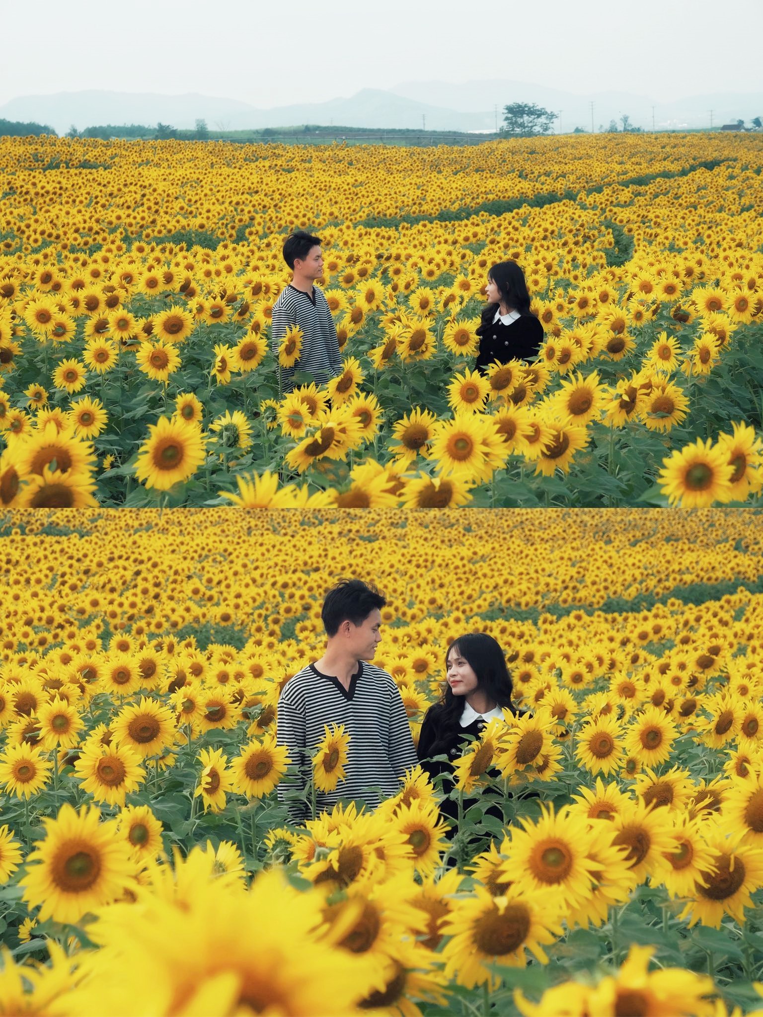 Tuyên chia sẻ: Quanh nông trại không có nhiều điểm ăn uống vì thế du khách nên mang theo đồ ăn nhẹ; chú ý giữ ý thức chung không vứt rác bẻ cành bừa bãi; nên chụp ảnh vào buổi sáng sớm hoặc chiều muộn (khung giờ 7h - 9h hoặc 15h - 17h) để tránh nắng gắt.