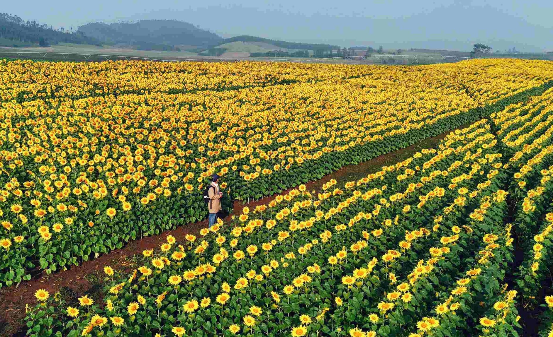 Cuối năm cánh đồng hoa hướng dương được chăm sóc kỹ càng nở rộ đều và rất đẹp đặc biệt trong tiết trời khô ráo, nắng ấm.