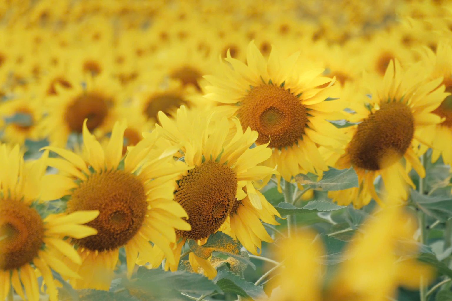 Hơn 10 năm trước cánh đồng hoa hướng dương Nghĩa Lâm đã được trồng để làm thức ăn cho đàn bò sữa. Cây trưởng thành cao từ 1.5 - 2m và hoa khi nở có thể đạt đường kính 30 - 40cm.