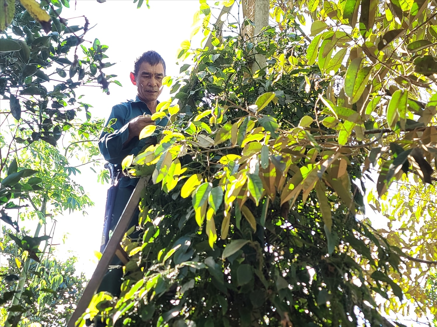 Ngày 25/12: Giá cà phê và hồ tiêu cùng tăng mạnh, nông dân không muốn bán cà phê