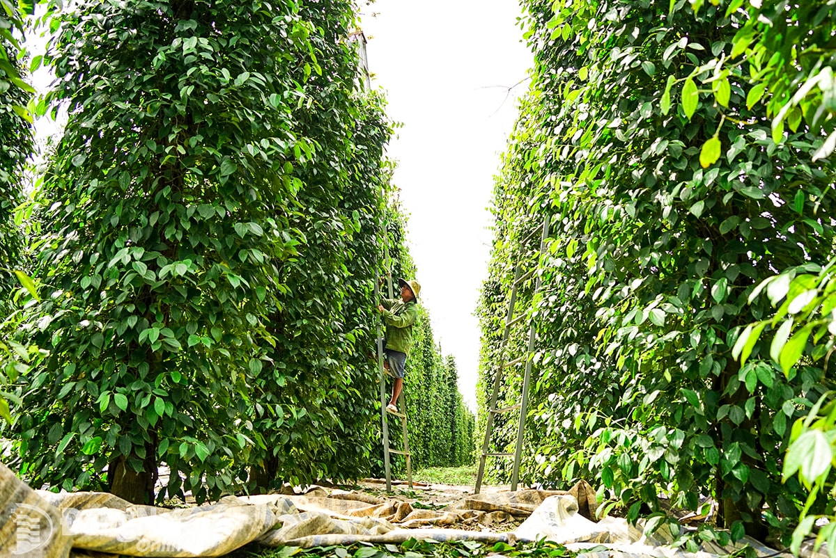 Ngày 26/12: Giá cà phê và hồ tiêu tiếp tục tăng mạnh