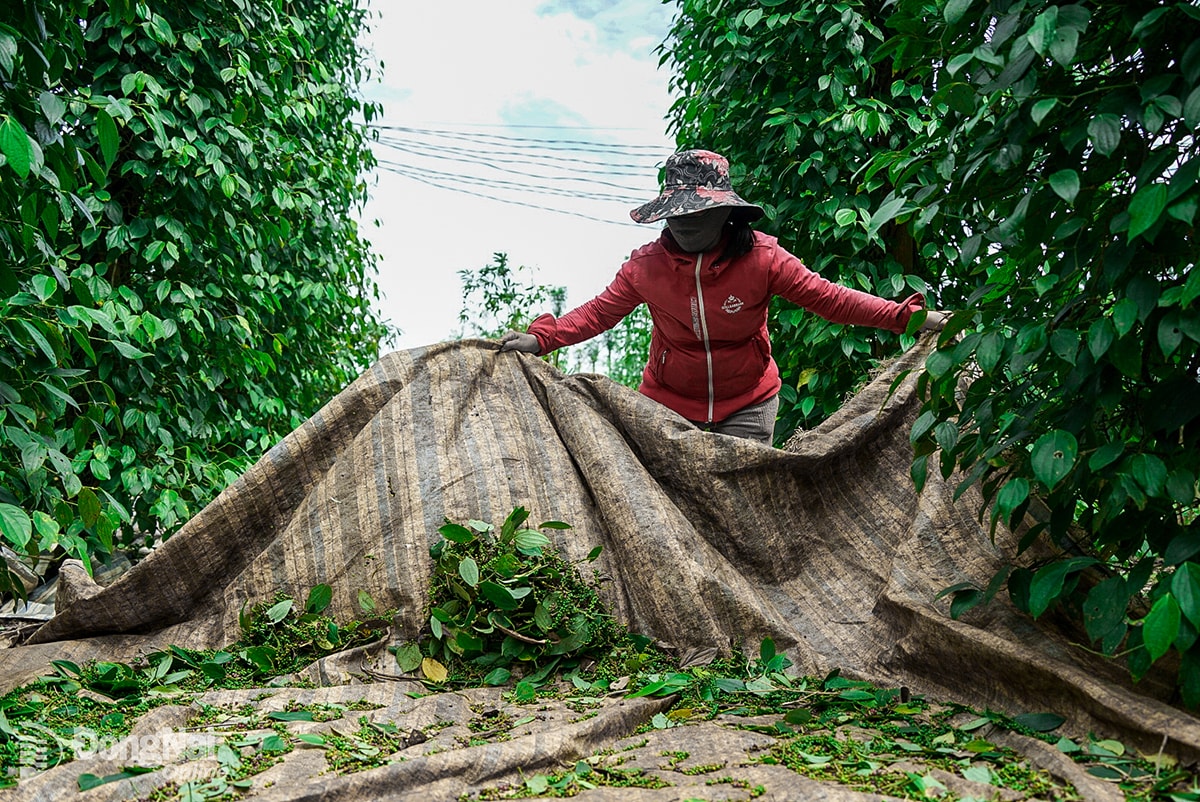Ngày 27/12: Giá cà phê giảm nhẹ 200 đồng, giá tiêu giữ giá mức cao