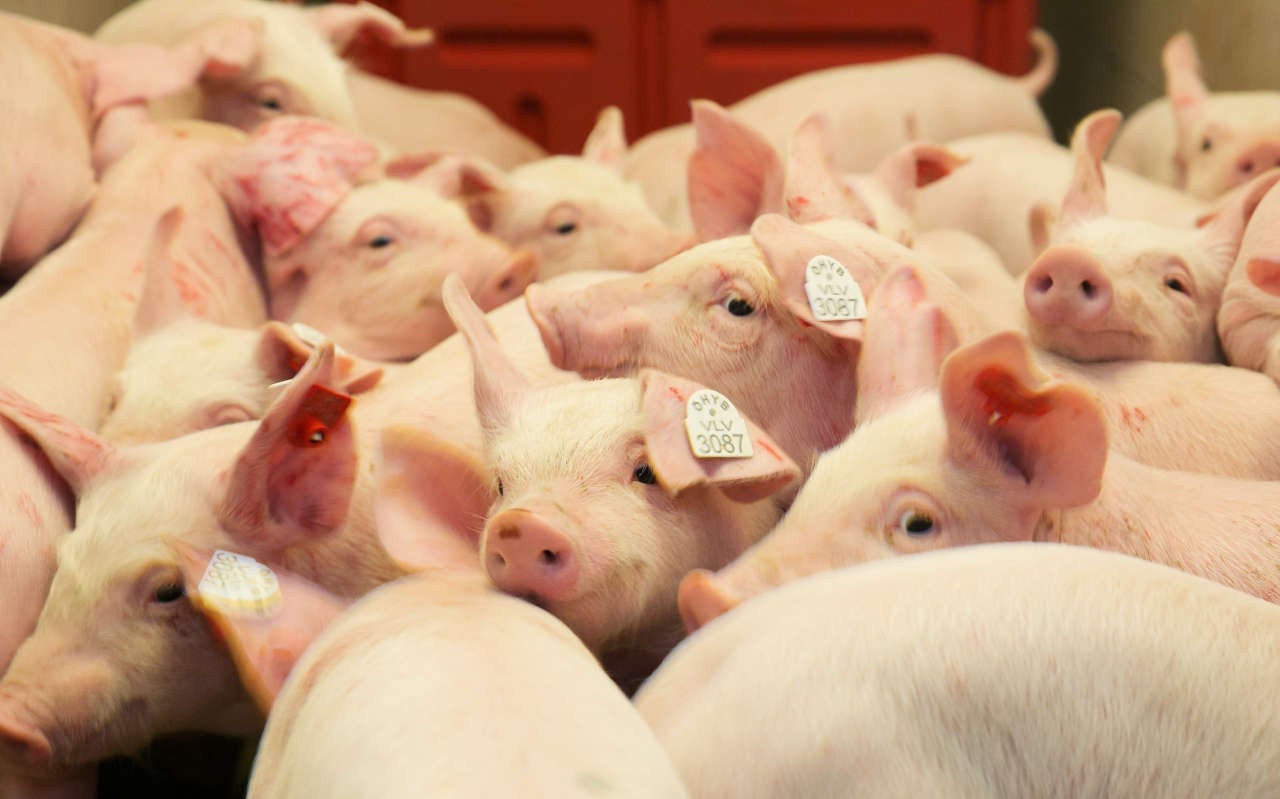 Giá heo hơi hôm nay 5 1 2026 Miền Bắc mở đầu tuần ở đỉnh 69.000 đồng kg, miền Trung đứng thứ 2