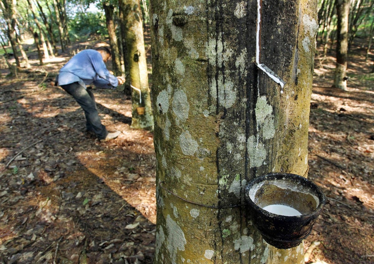 Thị trường cao su thế giới ghi nhận sự phân hóa rõ nét giữa các sàn giao dịch lớn trong đầu năm 2026
