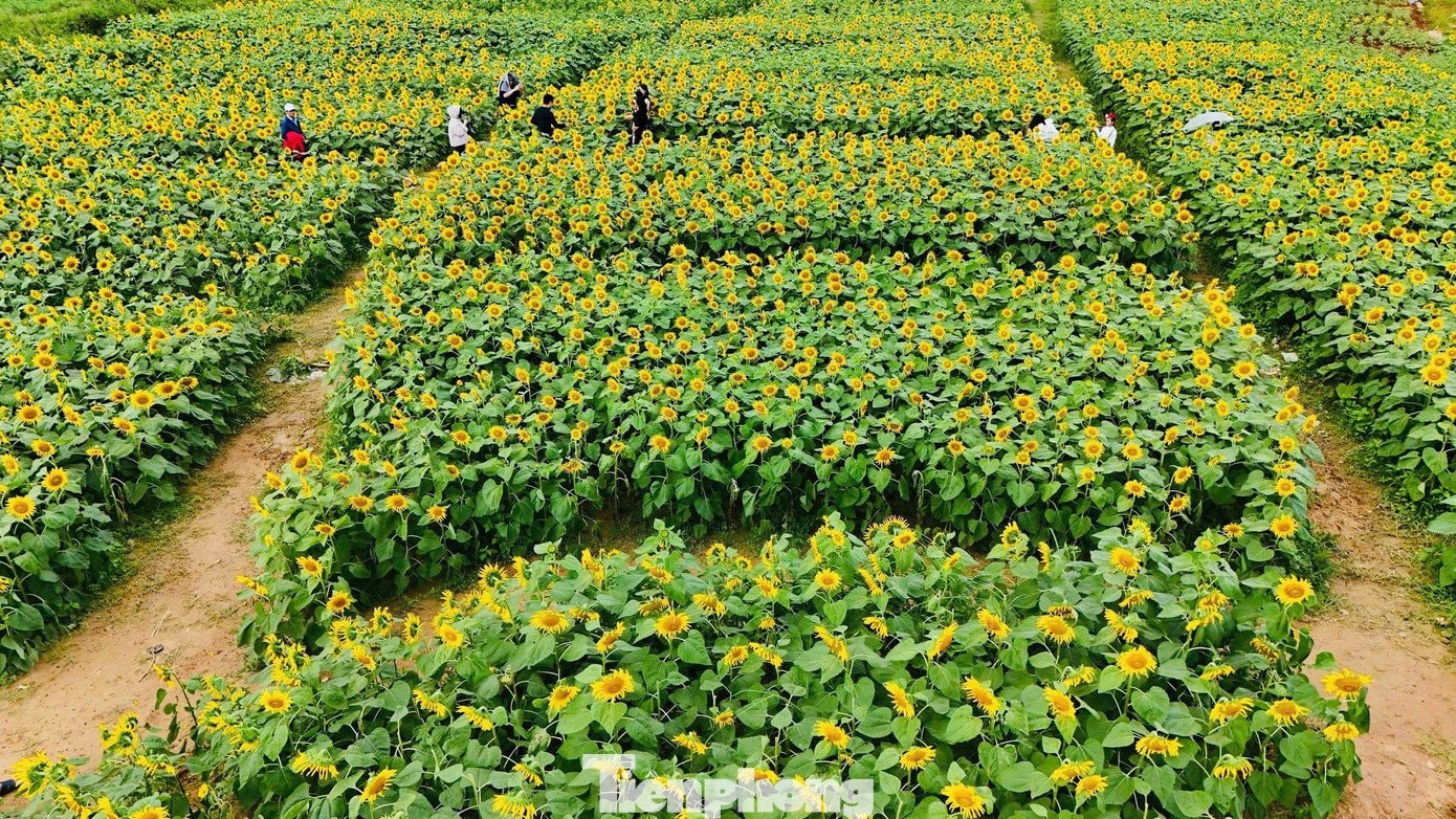 Hàng triệu đóa hoa hướng dương bung nở đồng loạt dưới nền trời xanh trong.