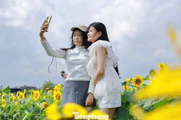 Giới trẻ Quảng Ngãi thích thú tạo dáng bên những đóa hướng dương rực rỡ.