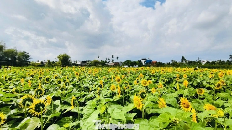 Các lối đi giữa vườn hoa được bố trí rộng rãi để du khách dễ dàng di chuyển và chụp hình.