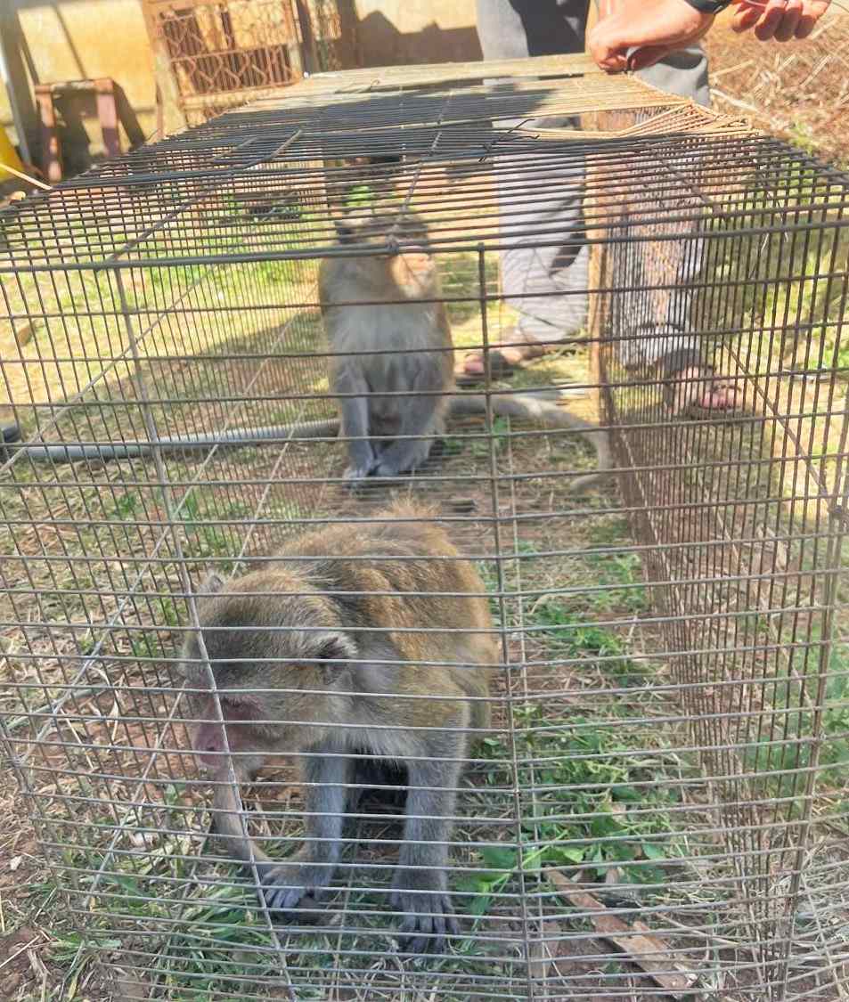 Hai cá thế khỉ đuôi dài được người dân Lâm Đồng giao nộp cơ quan chức năng: Ảnh: Công an cung cấp