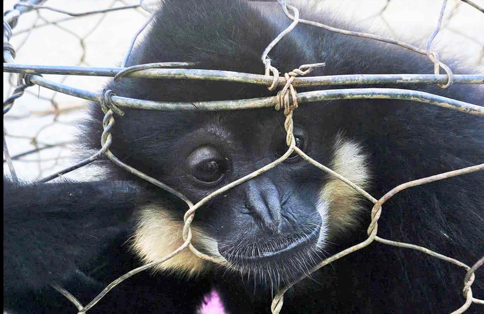 Một cá thể vượn đen má trắng quý hiếm được người dân giao nộp cơ quan chức năng: Ảnh: Phúc Khánh