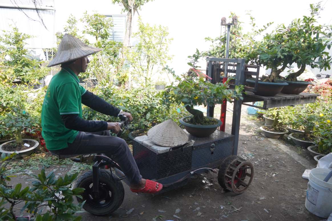 Những cây mai chuẩn bị được đóng thùng vận chuyển cho khách hàng. Ảnh: Tạ Quang