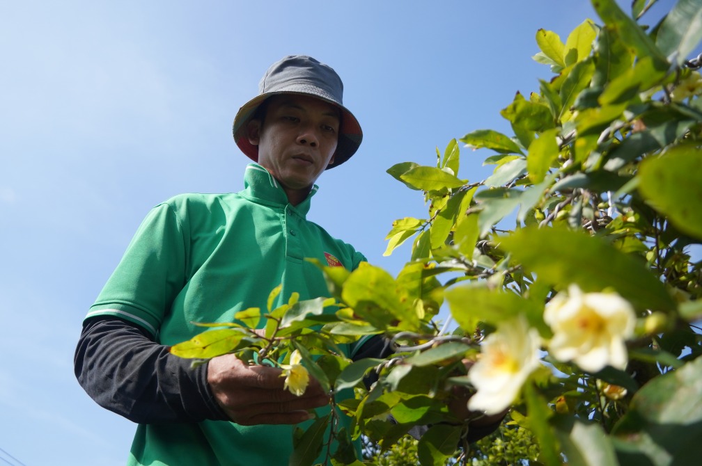 Khu vườn rộng khoảng 2.500 m2 với hơn 2.000 gốc mai lớn nhỏ, tạo việc làm thường xuyên cho nhiều lao động. Ảnh: Tạ Quang