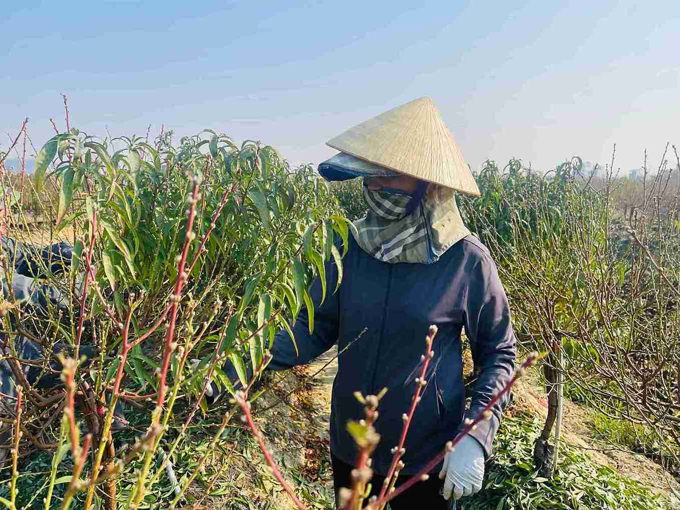 Bà Tăng Thị Thục cẩn thận tuốt lá từng cành đào để bảo đảm cây tập trung nuôi nụ.