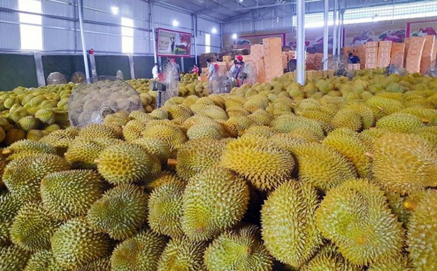 Giá sầu riêng hôm nay 15/1 mặt bằng giá giữ ổn định Thái loại A neo cao