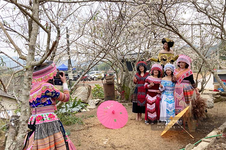 Điện Biên nườm nượp khách check-in mùa hoa mận, hoa đào