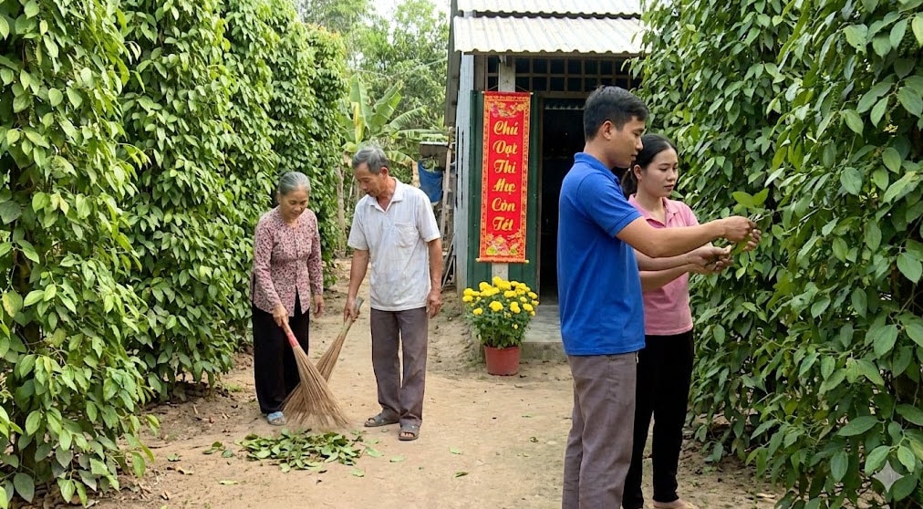 Các vườn tiêu vắng bóng thương lái, nông dân tập trung dọn dẹp đón Tết thay vì bán hàng - Ảnh minh họa