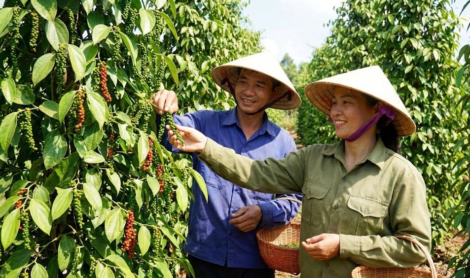 Nông dân kiểm tra vườn tiêu chuẩn bị cho đợt thu hoạch sớm trước Tết - Ảnh minh họa