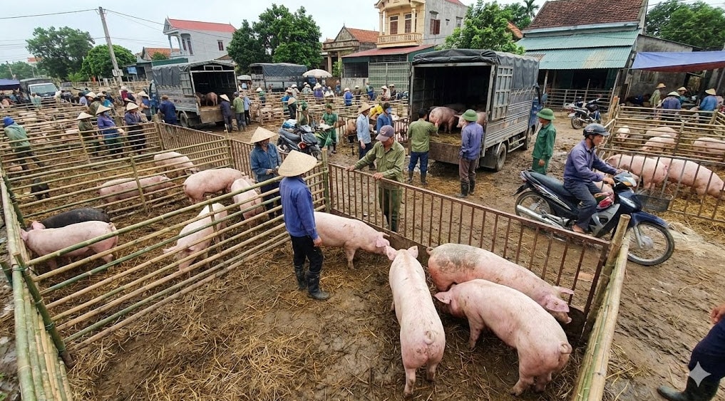 giá heo hơi hôm nay 25-1-2026
