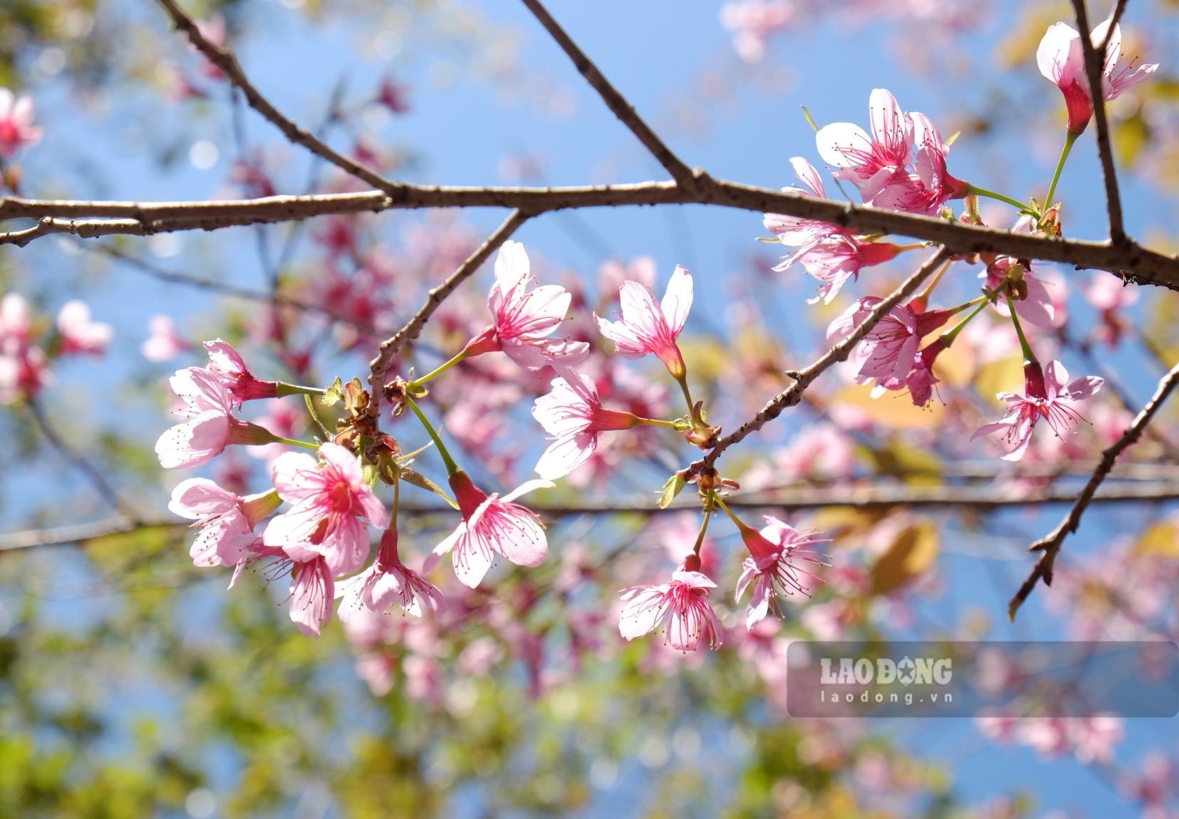 Mai anh đào nở ở Tây Nguyên nói chung và các vùng núi của Lâm Đồng nói riêng là dấu hiệu của mùa xuân đang tới. Cây được trồng không chỉ dọc các cung đường lớn nhỏ từ trong phố ra ngoại ô mà còn trong sân vườn và các thung lũng. Mùa mai anh đào nở làm các buôn làng và phố phường ở Lâm Đồng đẹp như chốn địa đàng. Ảnh: Đan Thanh