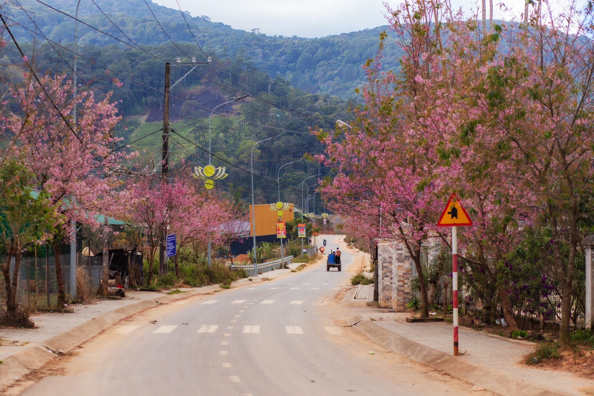 Cung đường QL27C đi qua thôn của người dân tộc K'Ho, nay thường gọi là thôn Đưng Ksi - một trong những buôn làng thu hút nhiếp ảnh gia và du khách check-in mỗi mùa hoa mai anh đào nở. Năm nay, thời tiết đẹp hoa bung nở liên tục ở đây từ sau ngày 20.1. Ảnh: Phạm Kim Nhân