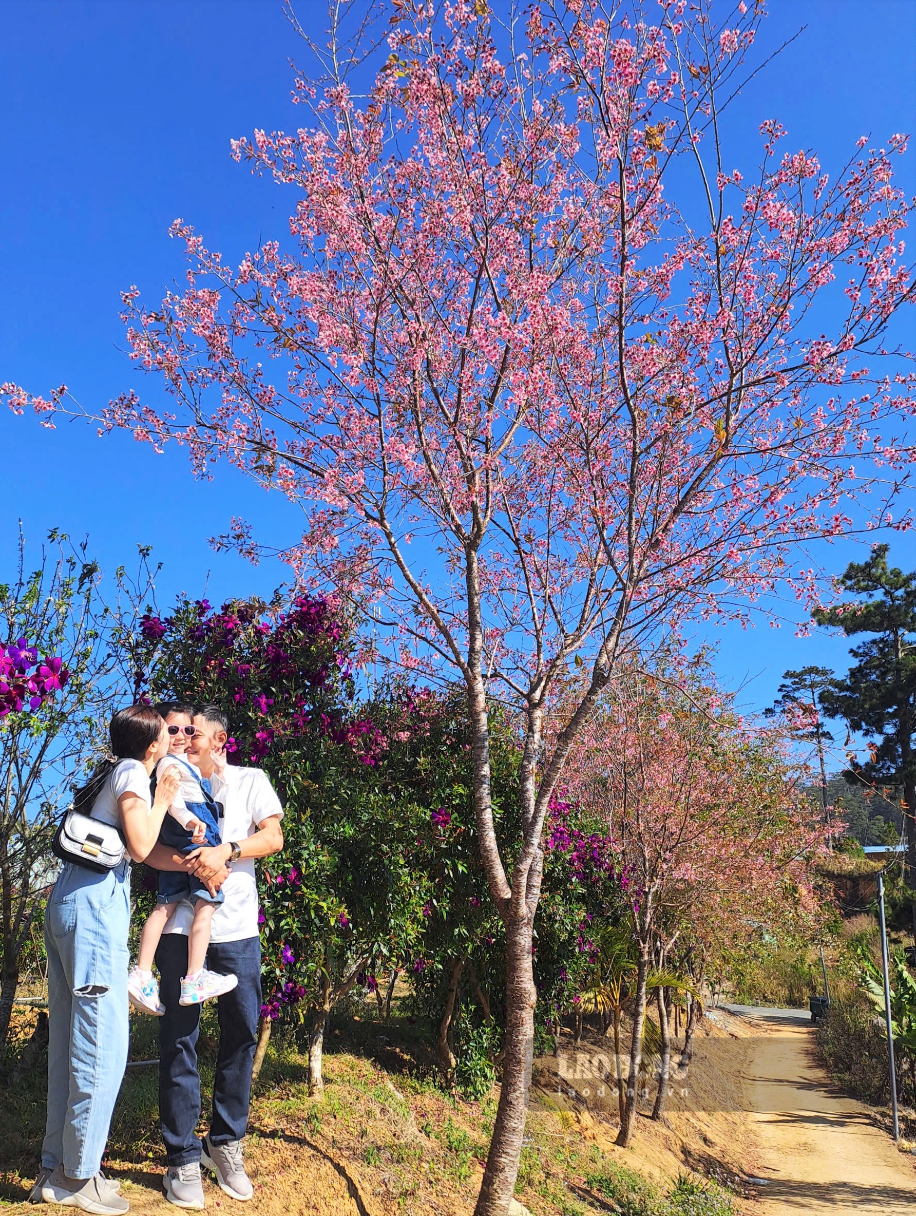 Gia đình chị Nhã Phương từ Cần Thơ lưu trú tại Đà Lạt 3 ngày, trong đó một ngày dành riêng để khám phá mùa mai anh đào trên cung đường QL27C tới Klong Klanh theo hướng đi Nha Trang. Ảnh: Đan Thanh