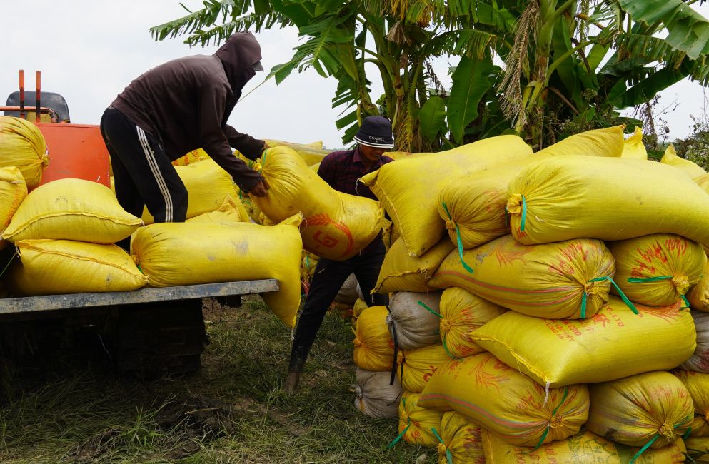 Lúa trúng năng suất nhưng lợi nhuận của nông dân không cao. Ảnh: Phương Anh