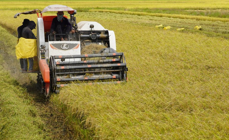 Lúa vào vụ thu hoạch rộ tại các cánh đồng khu vực Trần Đề (TP Cần Thơ). Ảnh: Phương Anh