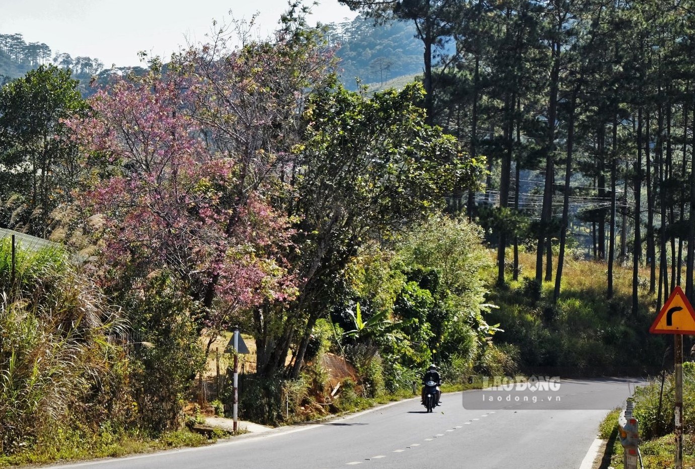Chạy xe ra khỏi thành phố khoảng 50km, dọc đường bạn đã có thể nhìn thấy những cây mai anh đào bung nở rực rỡ, tô điểm cho mùa xuân sắp đến với vùng đất Tây Nguyên. Ảnh: Đan Thanh