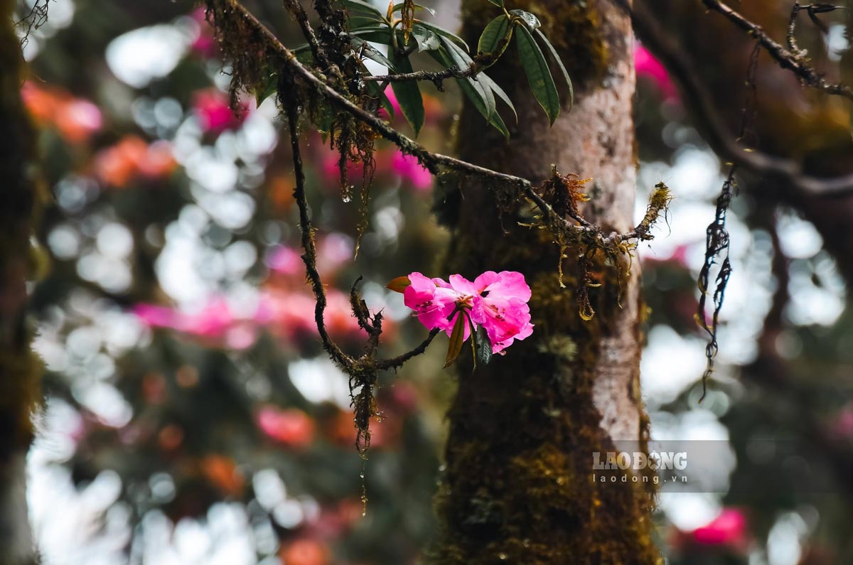 Hoa đỗ quyên mọc thành chùm ở đầu cành, bông to, cánh dày, xếp hình phễu hoặc loa kèn.