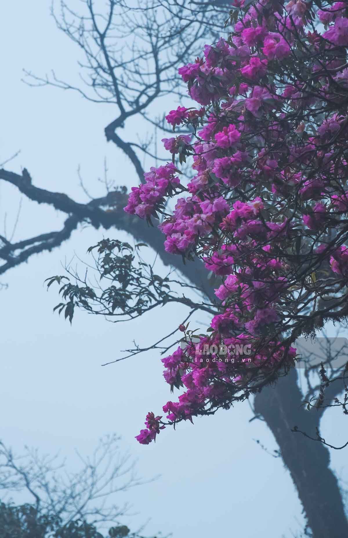 Rừng hoa đỗ quyên ở Tây Côn Lĩnh có những cây tuổi đời từ hàng chục đến hàng trăm năm.