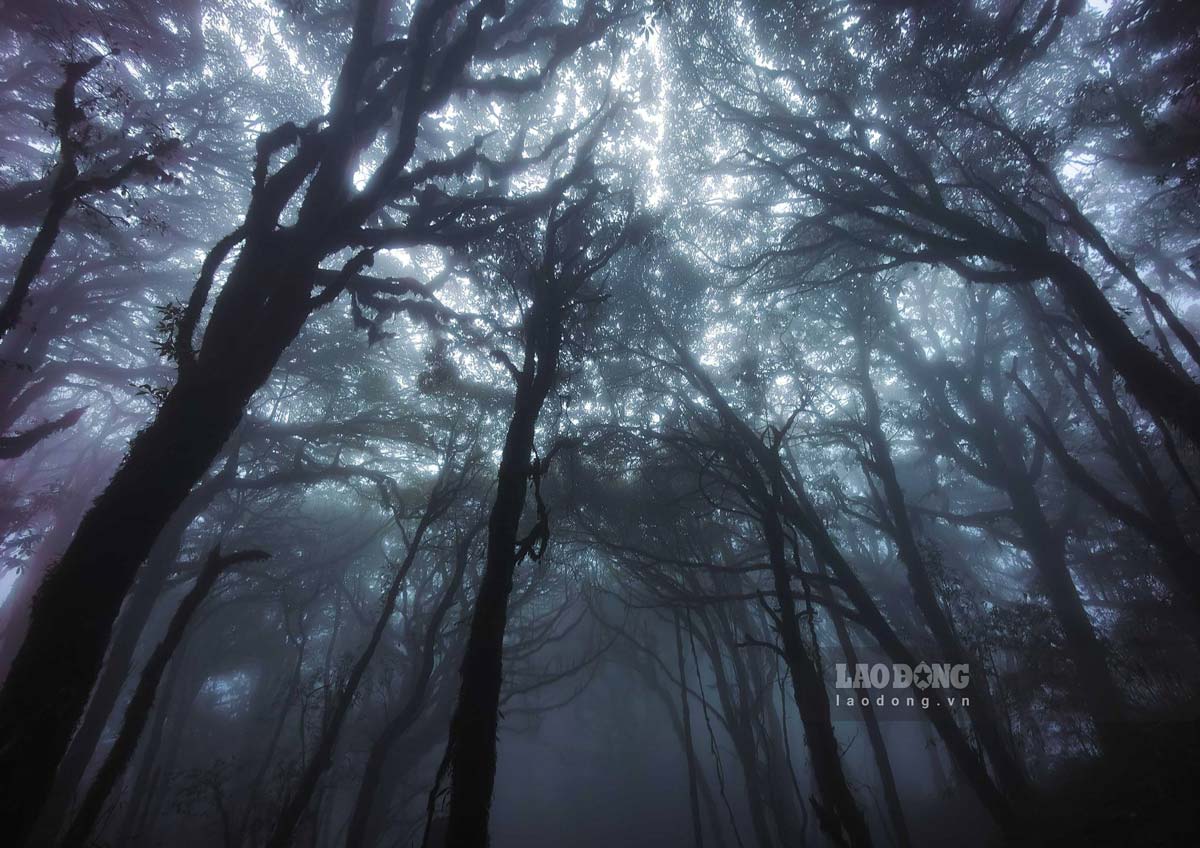 Đỉnh Tây Côn Lĩnh có độ cao 2.428 m, được mệnh danh là “nóc nhà Đông Bắc” nằm trên địa phận huyện Hoàng Su Phì và Vị Xuyên, tỉnh Hà Giang