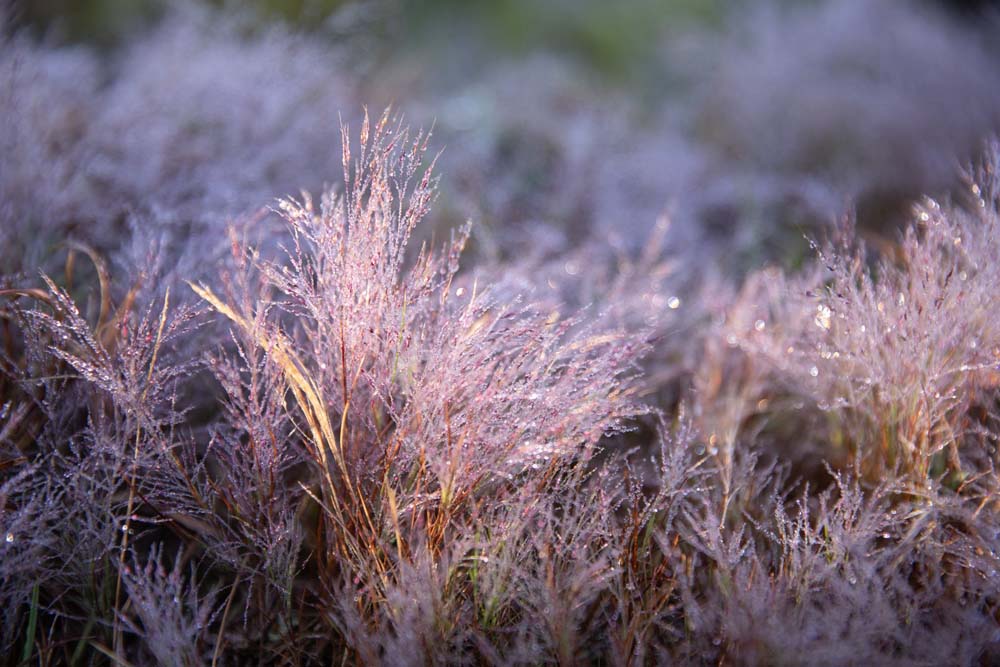 Loài cỏ dại này sở hữu khả năng “đổi màu” kỳ diệu: sớm mai sương phủ trắng xóa tựa tuyết rơi, nhưng khi nắng lên lại bừng sáng sắc hồng tím rực rỡ.