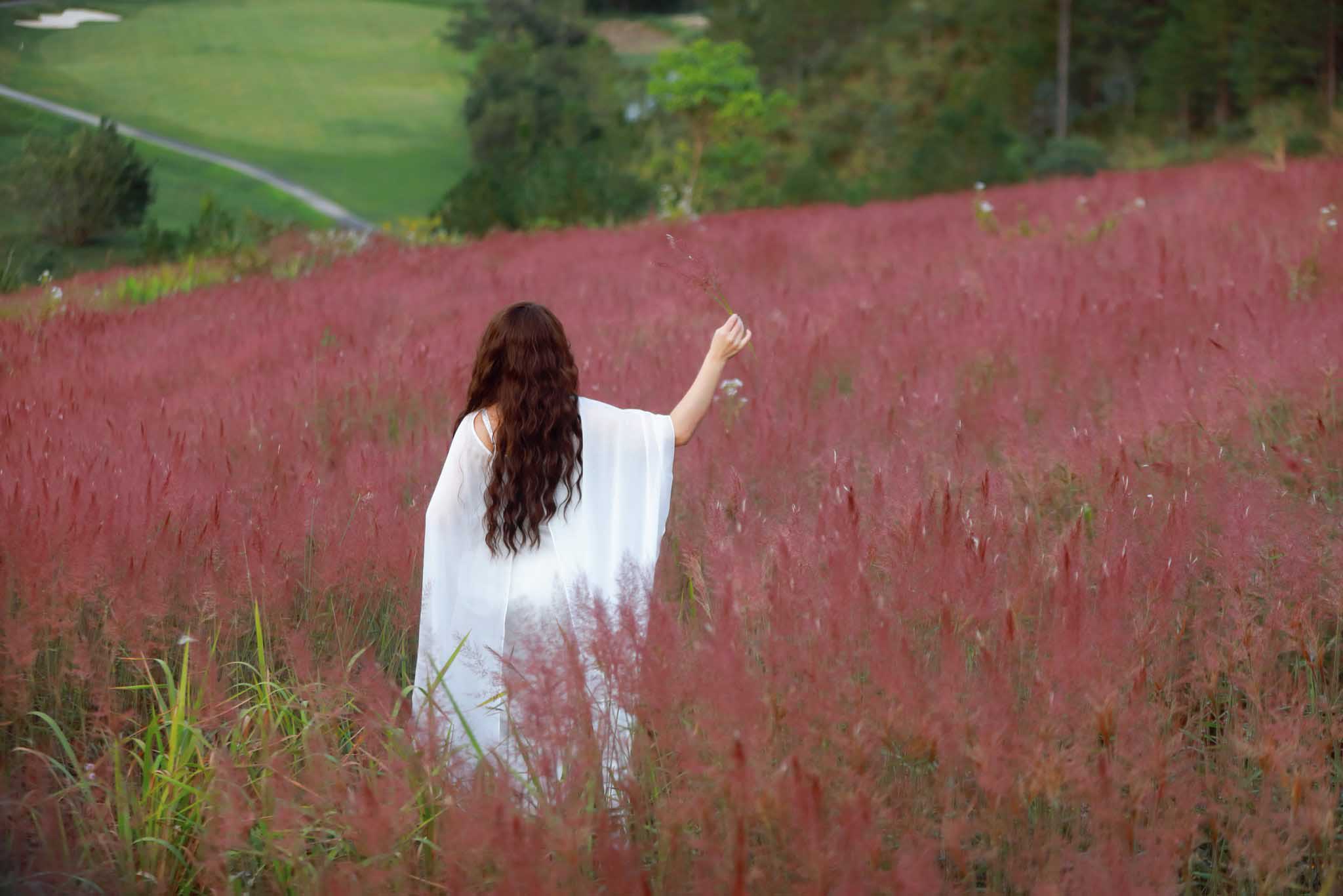 Những năm gần đây, bên cạnh cỏ hồng và dã quỳ, cỏ đuôi chồn đã trở thành “nàng thơ” mới thu hút đông đảo du khách ghé Đà Lạt mỗi dịp đầu đông. Loài cỏ dại này sở hữu sắc hồng tím dịu dàng với bông lớn và thân cao hơn hẳn cỏ hồng truyền thống, nhìn tựa như những bông lau nhỏ đung đưa trong gió. Để chiêm ngưỡng loài cỏ này, bạn có thể ghé thăm xã Xuân Thọ, cách trung tâm TP. Đà Lạt khoảng 11km về phía Đông.