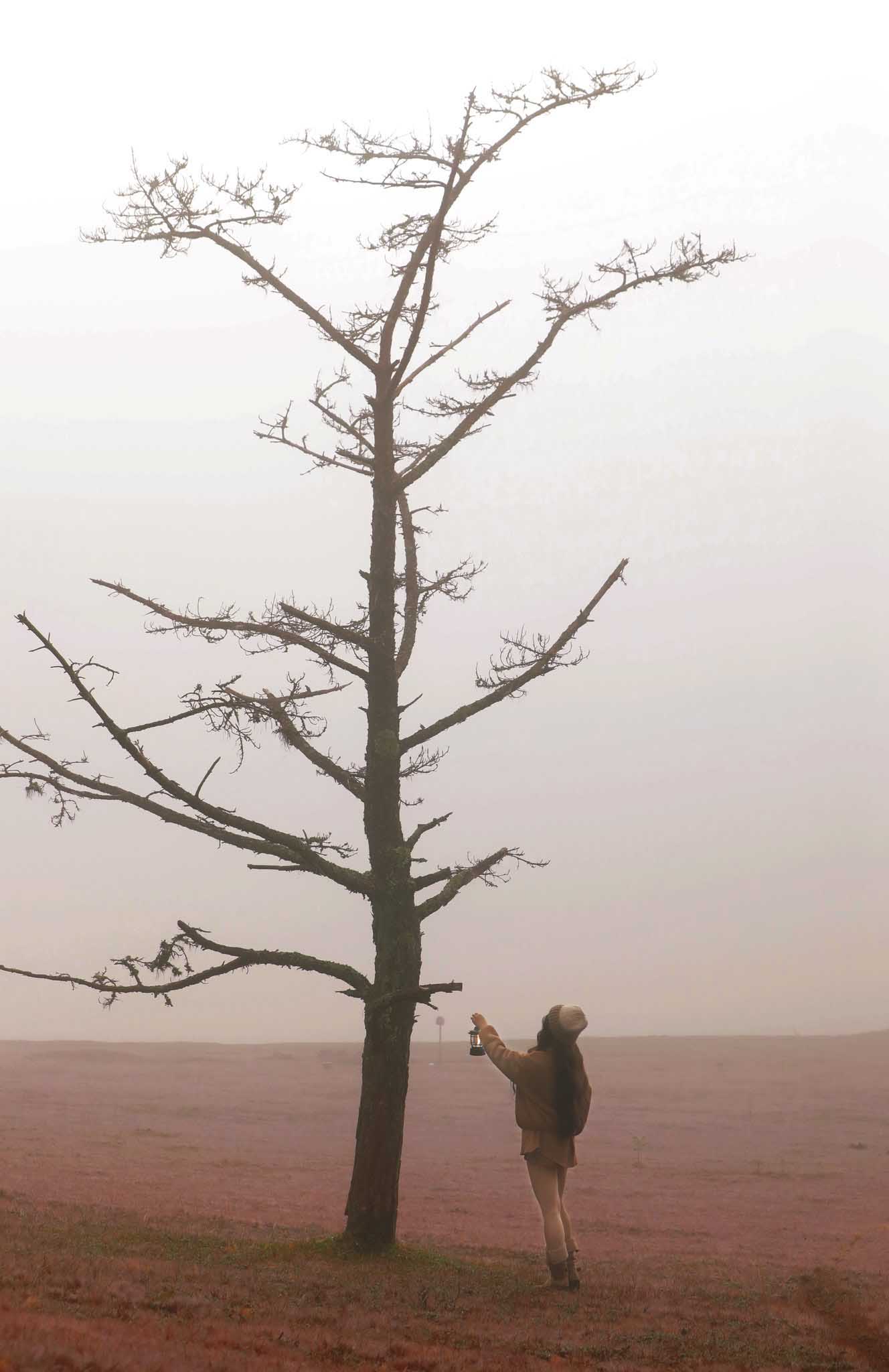 Chỉ cần di chuyển đến cổng khu du lịch và men theo đường mòn lên dốc, du khách có thể tự do chiêm ngưỡng và chạm tay vào thảm cỏ hồng. Đồi cỏ hoàn toàn miễn phí vé vào cổng, bạn chỉ cần tốn khoảng 5.000 - 10.000 đồng để gửi xe tại khu vực Thung lũng Vàng.