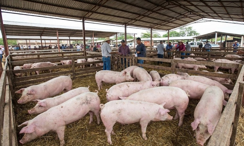 Giá heo hơi hôm nay 30/1: Neo cao, nhiều nơi 81.000 đồng/kg