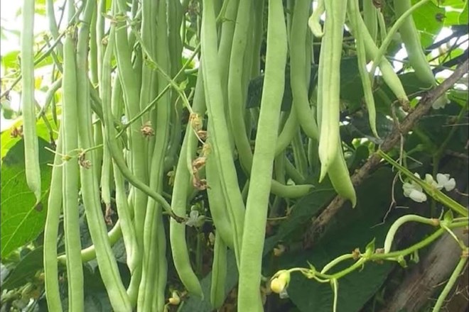 Xương chắc khỏe nhờ đậu cô ve - người lao động ngành nào nên tận dụng