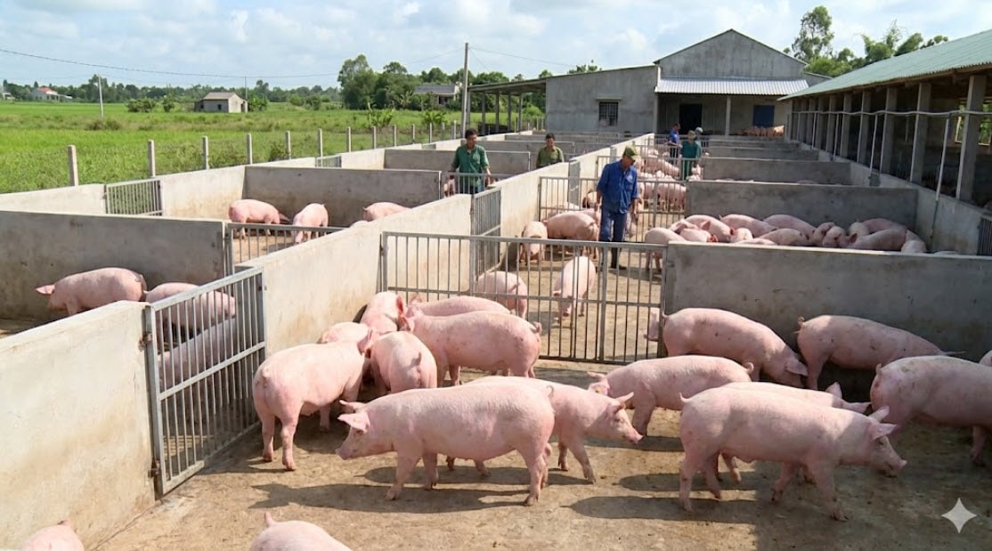 Giá heo hơi hôm nay 2/2/2026: Ổn định sau đợt tăng nóng trước Tết