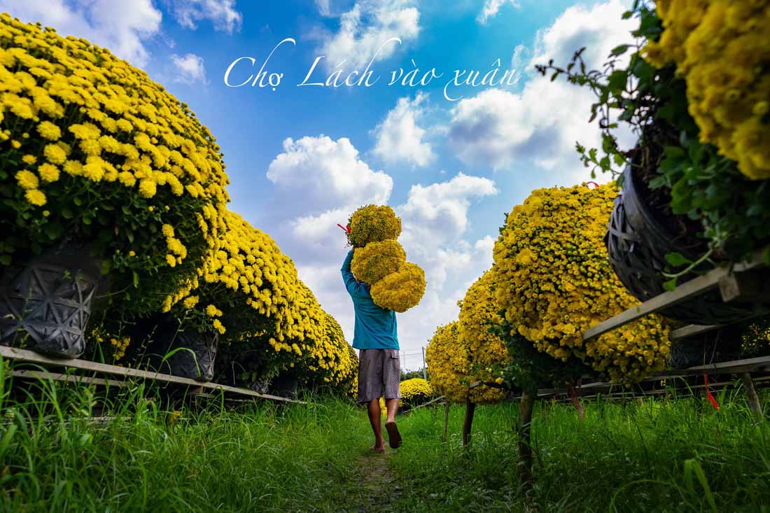 Dù mỗi làng hoa mang một vẻ đẹp đặc trưng, nhiếp ảnh gia Khánh Phan vẫn dành tình cảm đặc biệt cho Chợ Lách. Chị chia sẻ: “Tôi đặc biệt ấn tượng với sắc vàng rực rỡ phủ kín những con đường làng yên ả tại Chợ Lách. Nơi đây không chỉ nổi tiếng với nghề trồng hoa truyền thống mà còn là một không gian văn hóa lưu giữ nét đẹp lao động và niềm hy vọng về một năm mới an lành của người dân.”