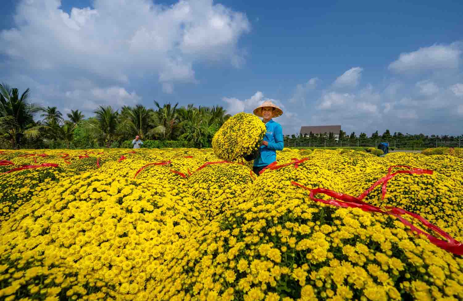 Được mệnh danh là “thủ phủ hoa kiểng” của miền Tây, Chợ Lách tận dụng lợi thế đất đai màu mỡ ven sông Tiền để tạo nên những vùng chuyên canh rộng hàng chục hecta.