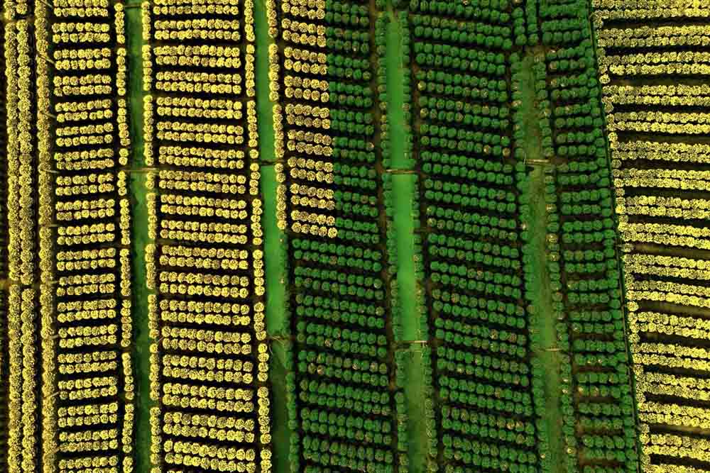 Những luống hoa thẳng tắp như kẻ chỉ, trải dài ngút ngàn tại Chợ Lách, Sa Đéc và Mỹ Phong đang dệt nên bức tranh xuân rực rỡ nhất miền Tây Nam Bộ.