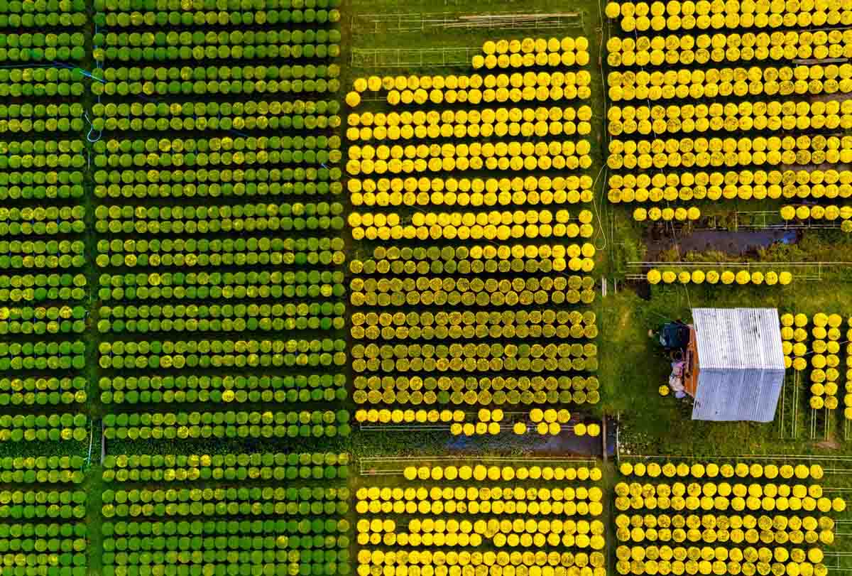 Xen lẫn giữa biển hoa là những nếp nhà mái tôn đơn sơ của bà con nhà vườn.