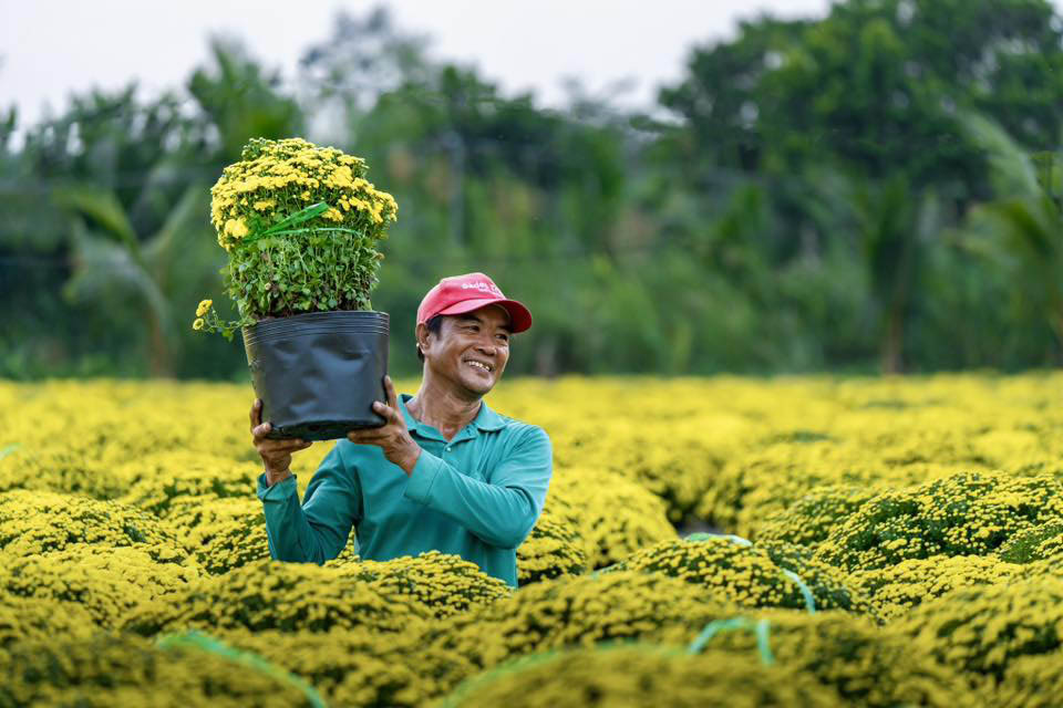 Theo lời chị Khánh, không khí tại các vườn hoa đang vô cùng náo nhiệt. Niềm vui hiện rõ trên gương mặt bà con nông dân lẫn du khách và các nhiếp ảnh gia đang ghé thăm, thưởng ngoạn.