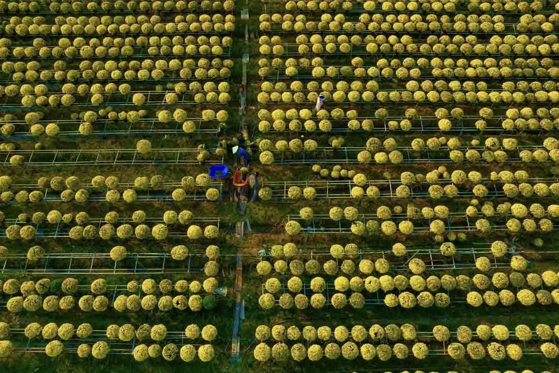 Chẳng cần hiệu ứng cầu kỳ, chính sắc xuân rực rỡ của những luống hoa đã tạo nên một phông nền check-in hoàn hảo. Đặc biệt, để đón khách xuân 2026, các chủ vườn còn mạnh tay đầu tư nhiều tiểu cảnh độc đáo làm điểm nhấn cho làng hoa.