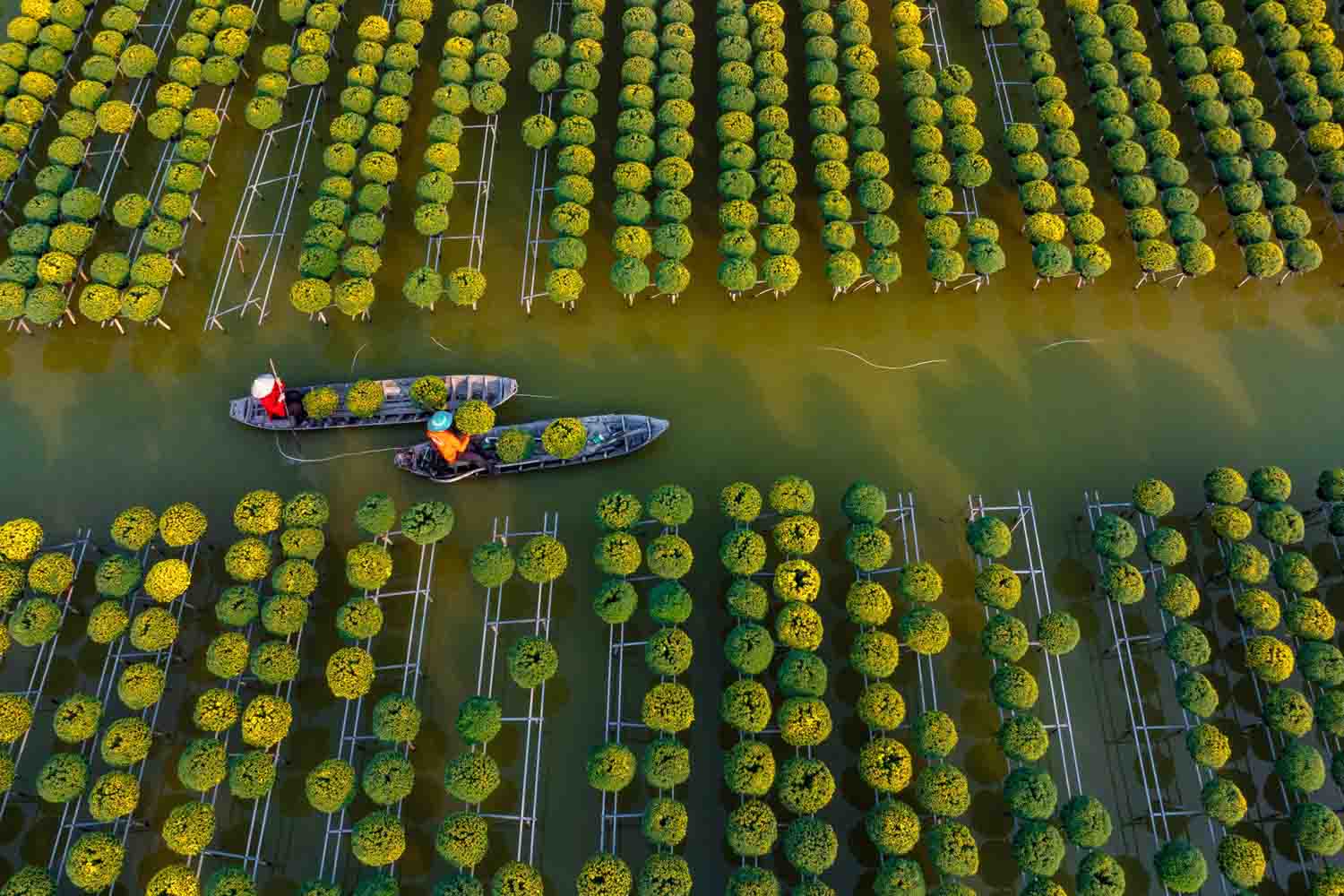 Khác biệt hoàn toàn với những vùng trồng hoa khác, Sa Đéc mê hoặc du khách bởi hình ảnh những luống cúc mâm xôi được trồng trên giàn cao, phía dưới là dòng nước xâm xấp.