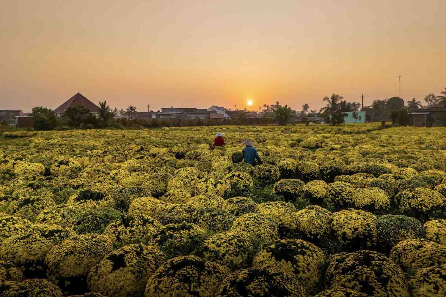 Nếu như Sa Đéc tạo ấn tượng với những luống hoa rực rỡ trên mặt nước, thì Chợ Lách lại mang một vẻ đẹp khác biệt trên ruộng khô. Tại đây, những chậu cúc thường có vòm bông rộng, tán to và mật độ hoa dày đặc hơn hẳn.