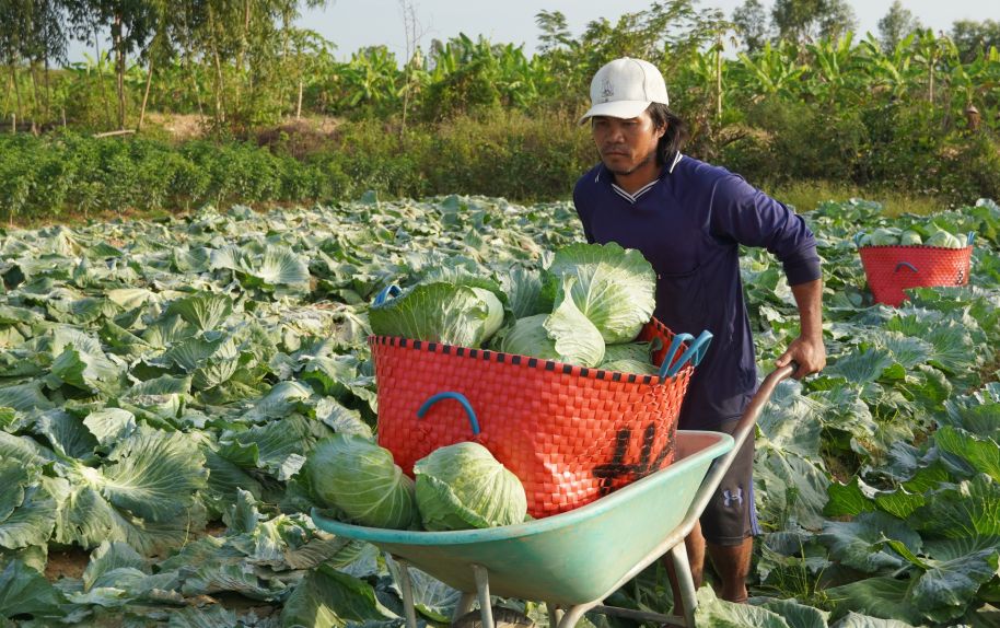 Bắp cải vào vụ chính nhưng giá bán chỉ khoảng 6.000 đồng/kg. Ảnh: Phương Anh
