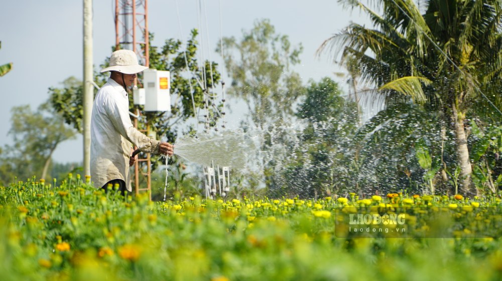 Chăm sóc, tưới nước cho hoa theo kinh nghiệm trồng trọt để hoa ra đúng dịp Tết. Ảnh: Nguyên Anh