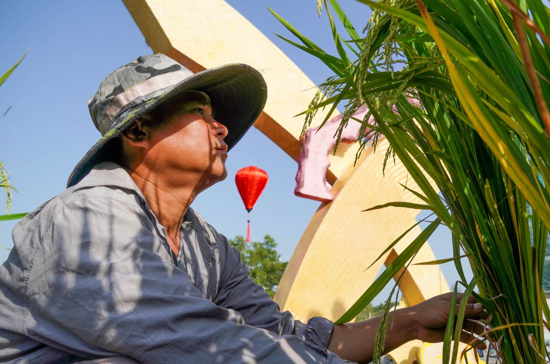 Khoảng 1.600 chậu lúa tạo nên điểm nhấn đồng quê giữa không gian đô thị. Ảnh: Phương Anh