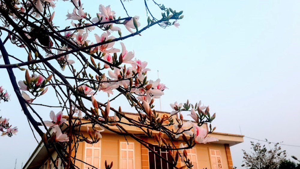 Theo chân giới trẻ săn hoa ban nở sớm ở Tây Bắc - ảnh 4